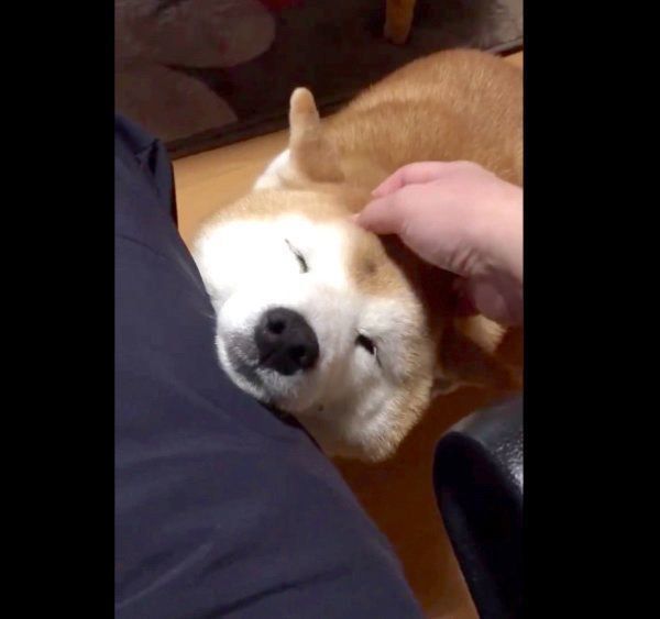 甘えるロペさん