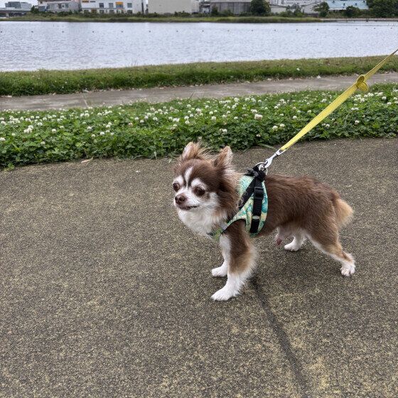 ルイ  チワワ 海の公園行ってきたよ♪