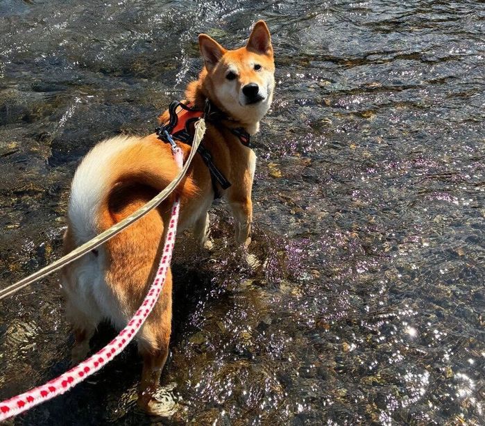 川遊びを楽しむ犬