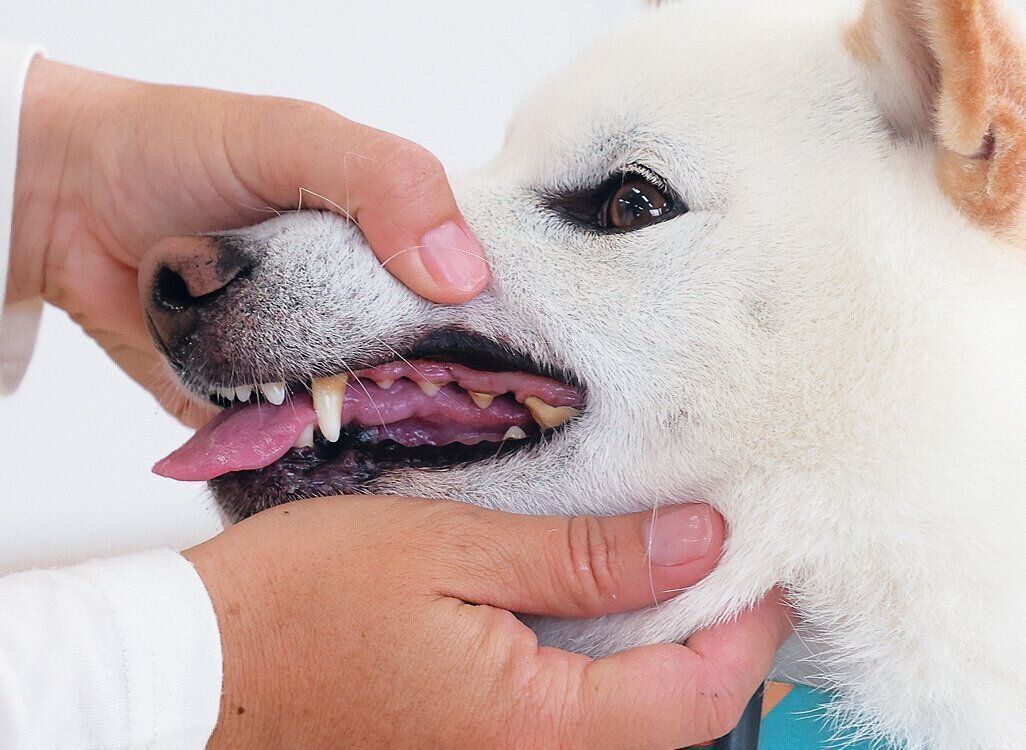 投薬の練習をする柴犬