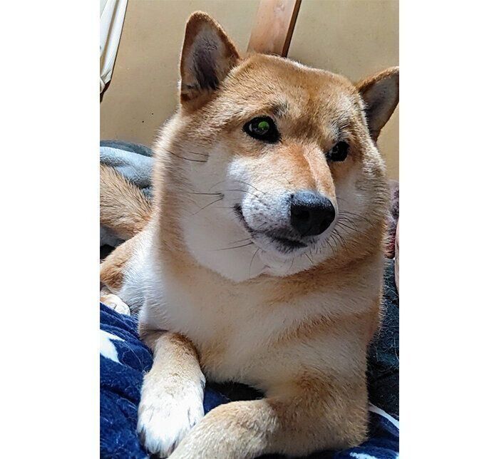 家に帰ってからも飼い主さんにくっつくオルカちゃん