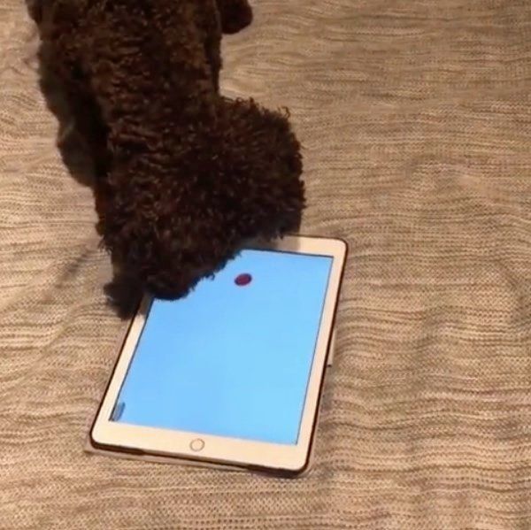 ゲームで遊ぶトイ・プードル