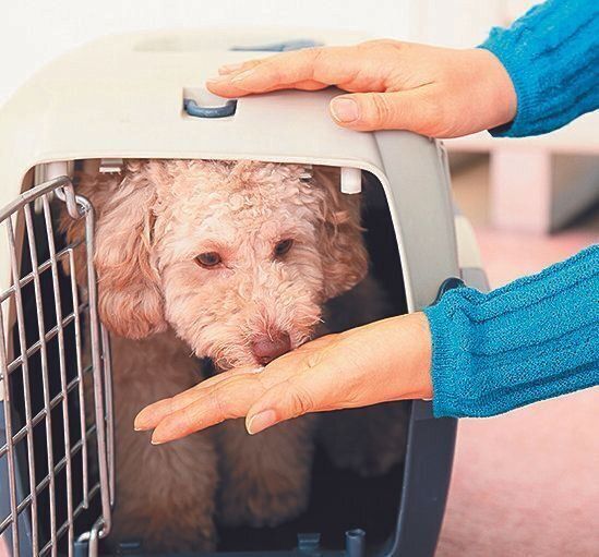 愛犬をハウスに入れたら毎回フードを与え、「ハウスに入るといいことがある」と教えるとハウスが好きに