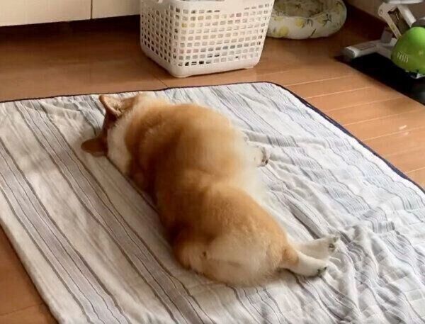 雷や花火は平気なのに 自分のオナラ にびっくりする犬の反応が最高に可愛い いぬのきもちweb Magazine