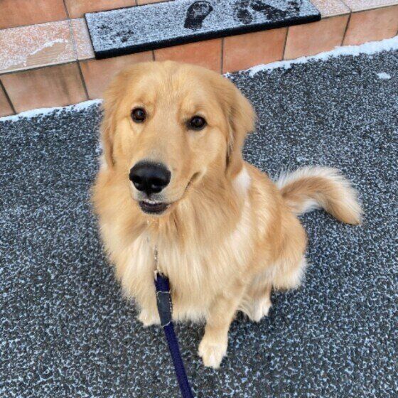 ゴールデン・レトリーバー