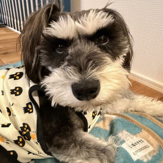 上目遣いでじっと見つめるワンちゃん