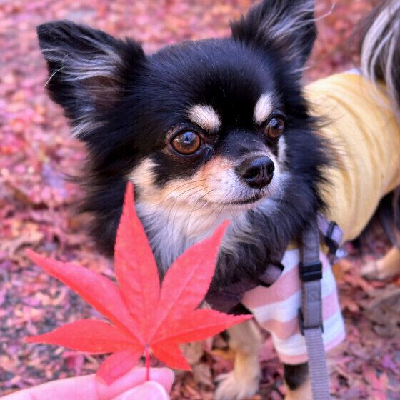 チワワと紅葉