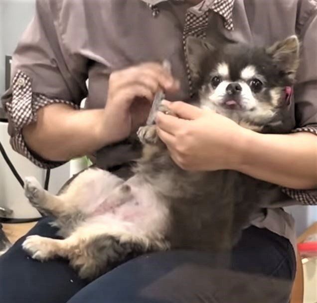 爪切りされるチワワ