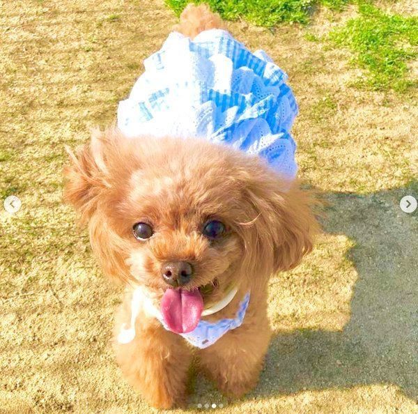 元繁殖犬・トイ・プードルのニコちゃん