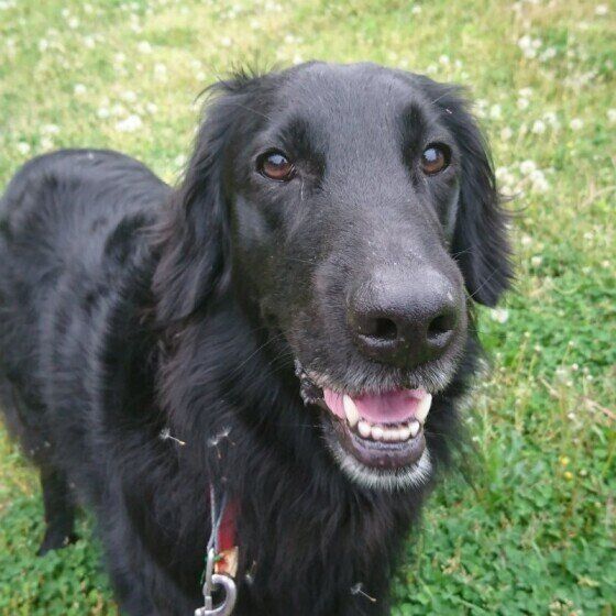 散歩中の楽しそうなフラットコーテッド・レトリーバー