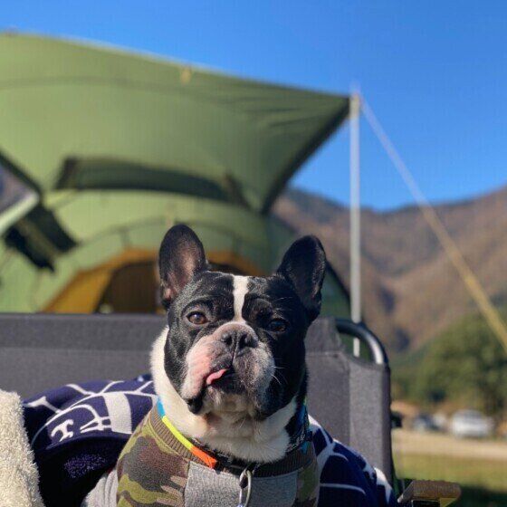 キャンプ大好きなギブゥくん