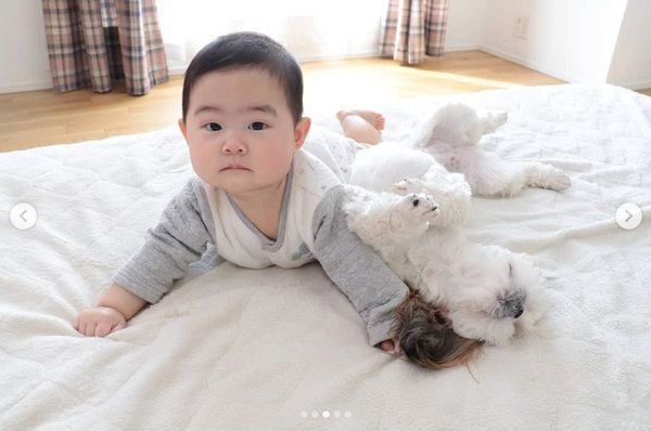 シー・ズーの小梅ちゃんと妹のももちゃん