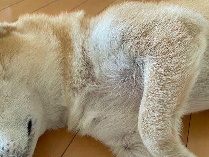 柴犬の抜け毛（夏）