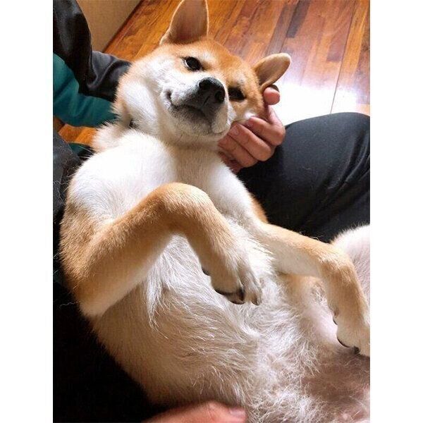 飼い主さんに甘えるつむちゃん