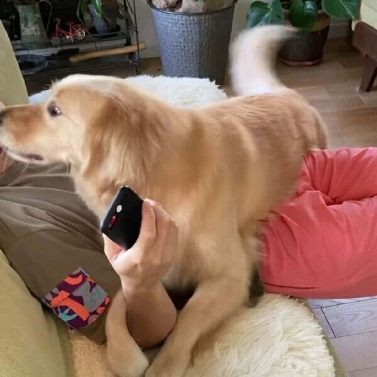 スマホは見ないで パパさんの携帯にヤキモチを妬いちゃう犬の行動が可愛すぎる いぬのきもちweb Magazine スマホは見ないで パパさんの携帯にヤキモチを妬いちゃう犬の行動が可愛すぎる いぬのきもちweb Magazine