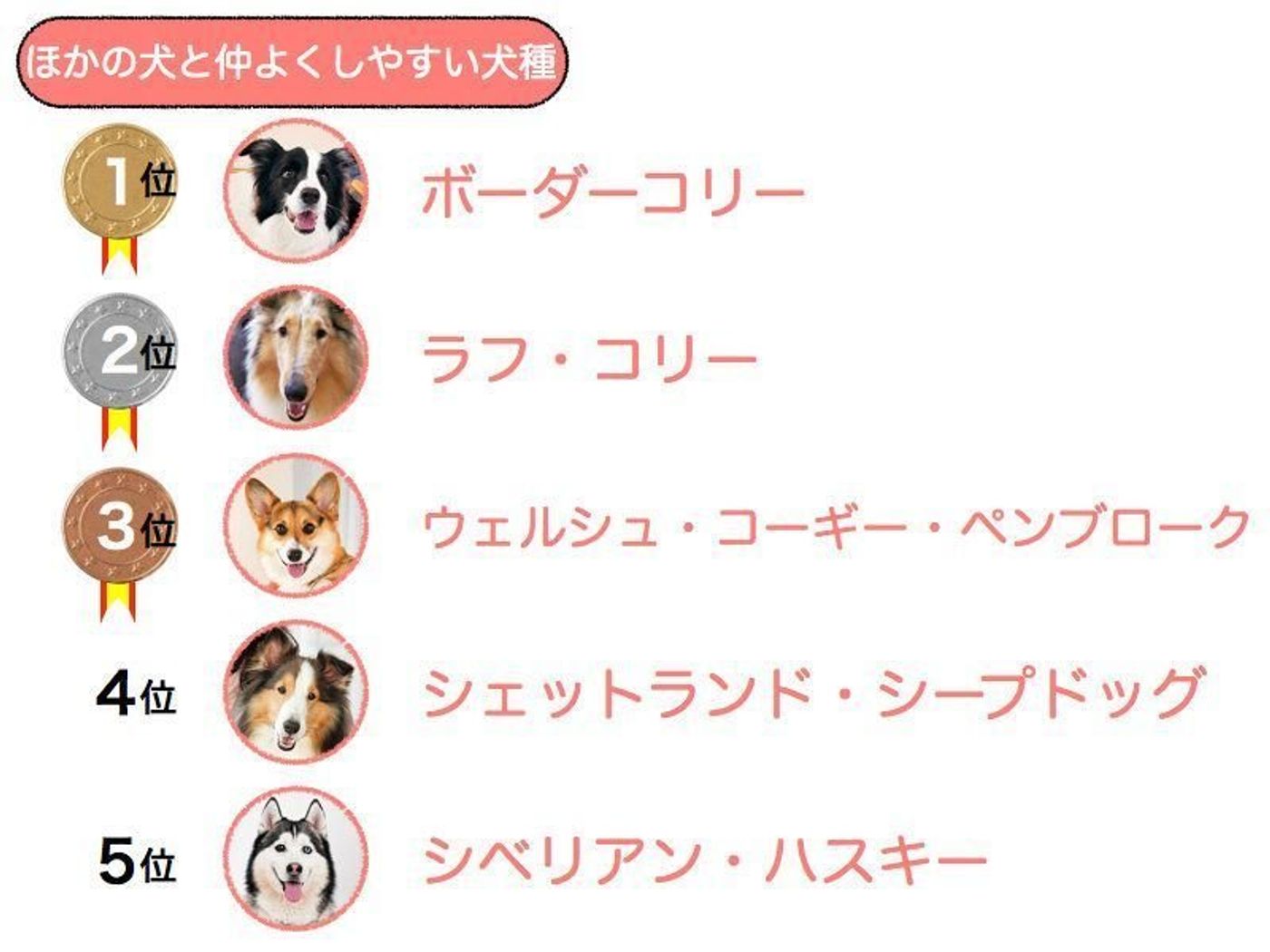 ランキング 抱っこ好きな犬1位は 他の犬にフレンドリーな犬種1位も いぬのきもちweb Magazine ランキング 抱っこ好きな犬1位は 他の犬にフレンドリーな犬種1位も いぬのきもちweb Magazine