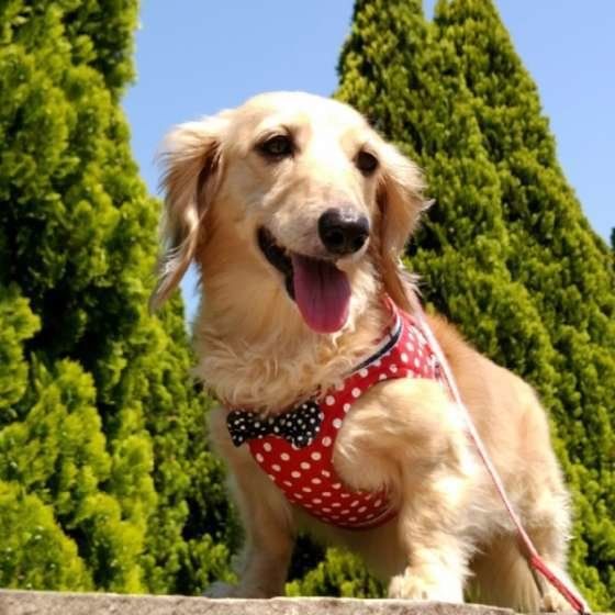 ダックスフンド