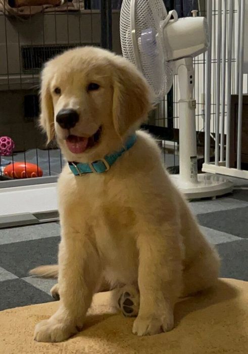お迎えした頃の1枚 かわいすぎる