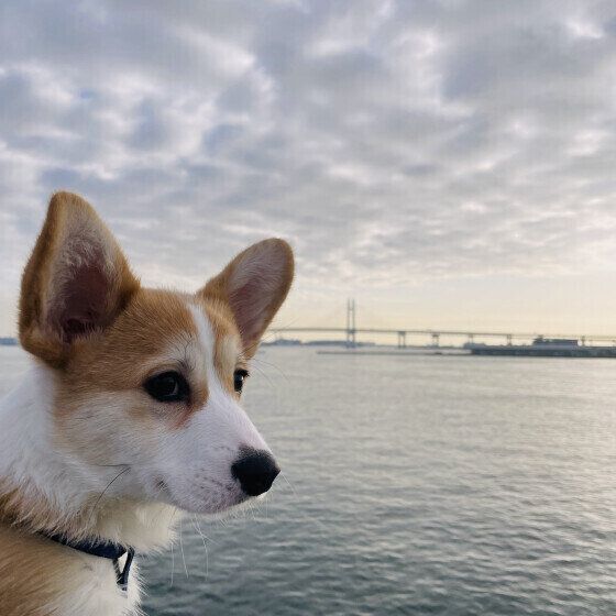 お散歩デビューが待ち遠しいゴン太くん