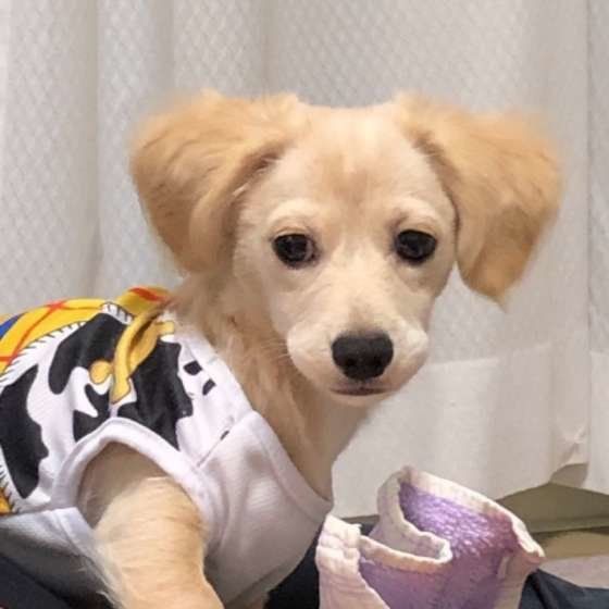 洋服を着る犬