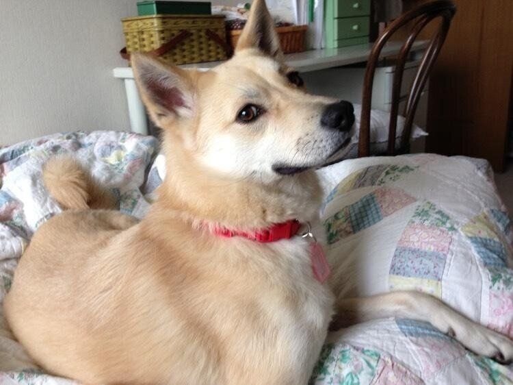 2才半ごろに撮影したしずくちゃん