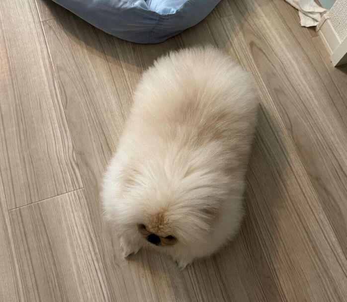 四角すぎて「切り餅」と呼ばれているこまちよちゃん