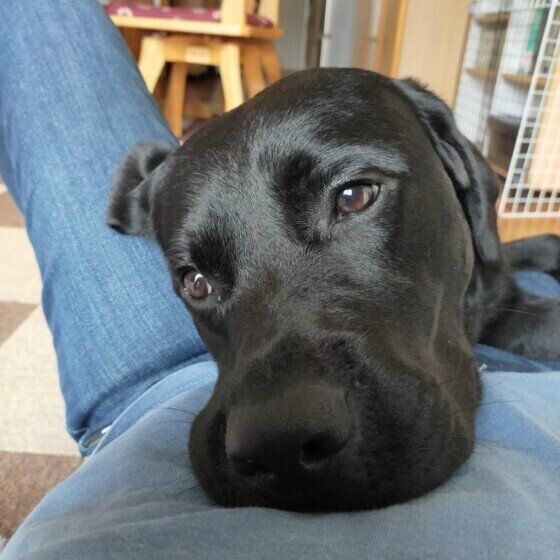 くつろぐラブラドール・レトリーバー