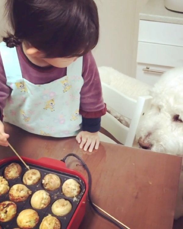 スタンダード・プードルと女の子