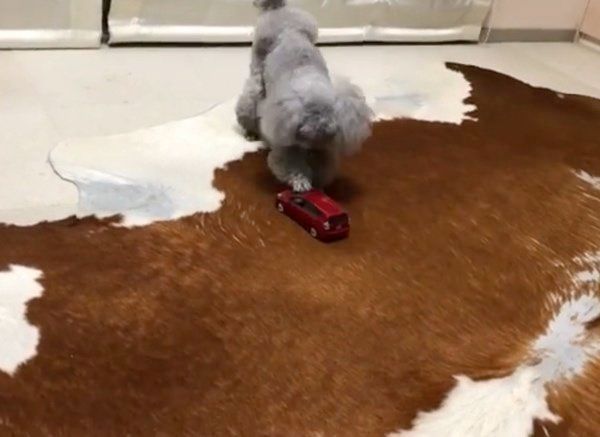 車のオモチャで遊ぶトイ・プードル