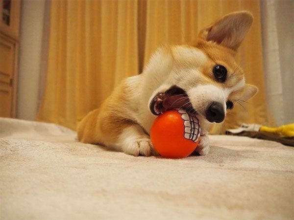 ボールで遊ぶいろはちゃん