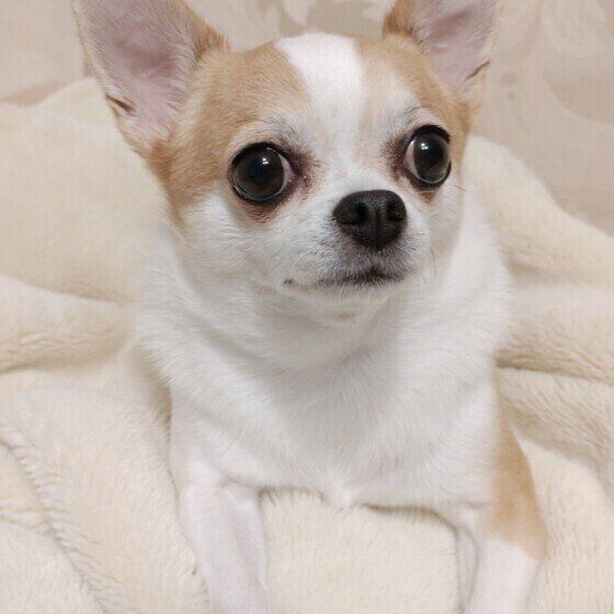 犬がクチャクチャと頻繁に口を動かす理由は？ いぬのきもち