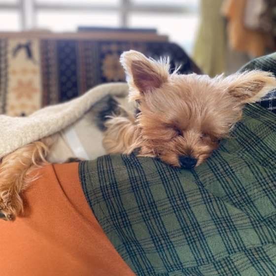 ぐっすり眠るヨークシャー・テリア