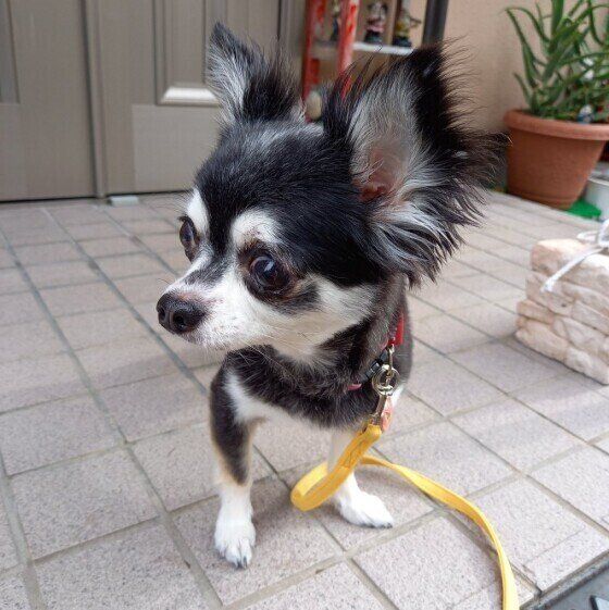 散歩するチワワ