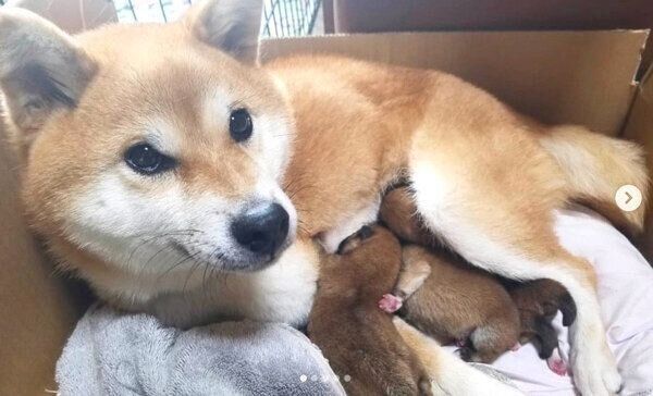 母犬・ミケちゃんと3兄弟
