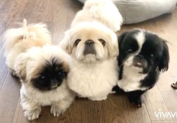 飼い主さんに圧をかける腹ペコギャング