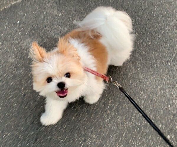 楽しそうに散歩するぽん酢ちゃん