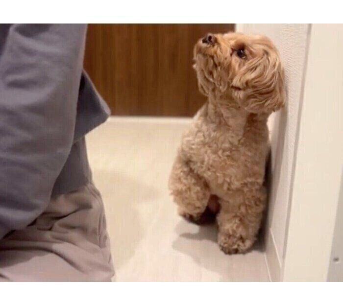 ドライヤー中の飼い主さんを見つめるチャイちゃん