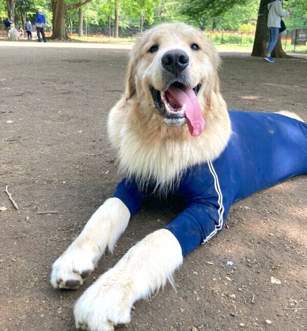 ドッグランで遊ぶぽち丸くん