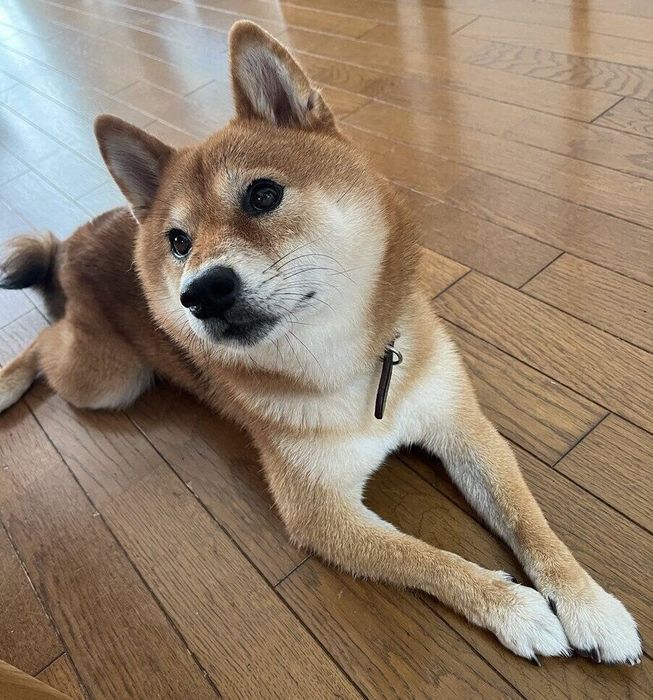 床に伏せる仙次郎くん