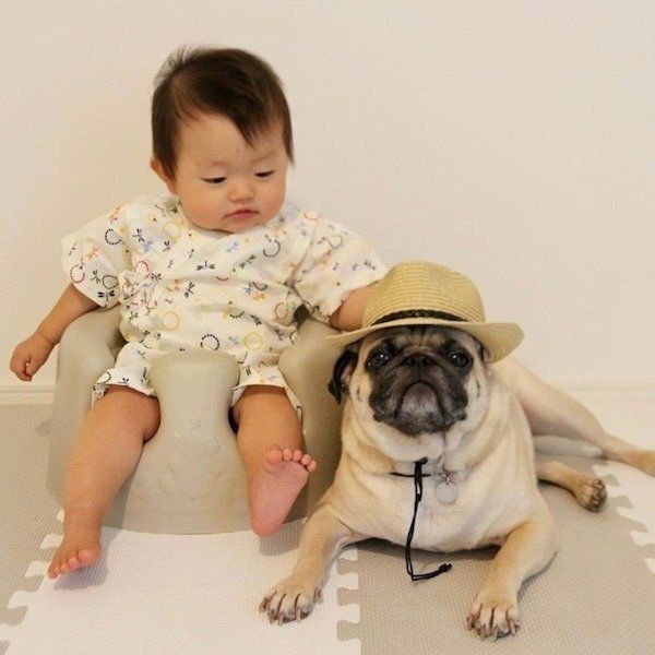 赤ちゃんと見守るパグ