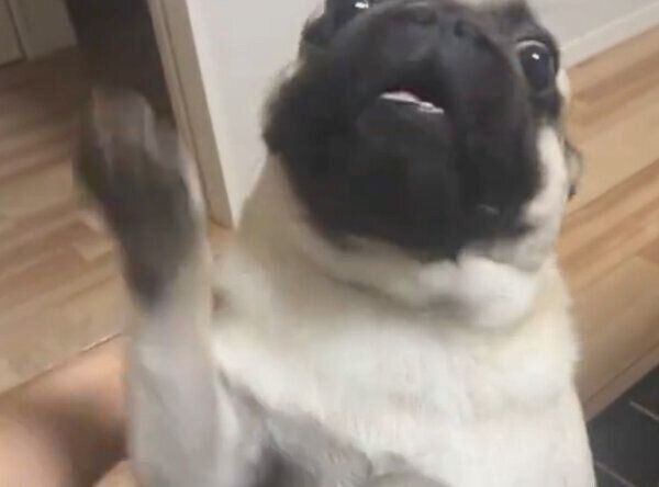 ぐい〜っのナデナデが好きじゃないまるくん