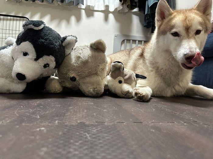 ぬいぐるみと並ぶルカくん