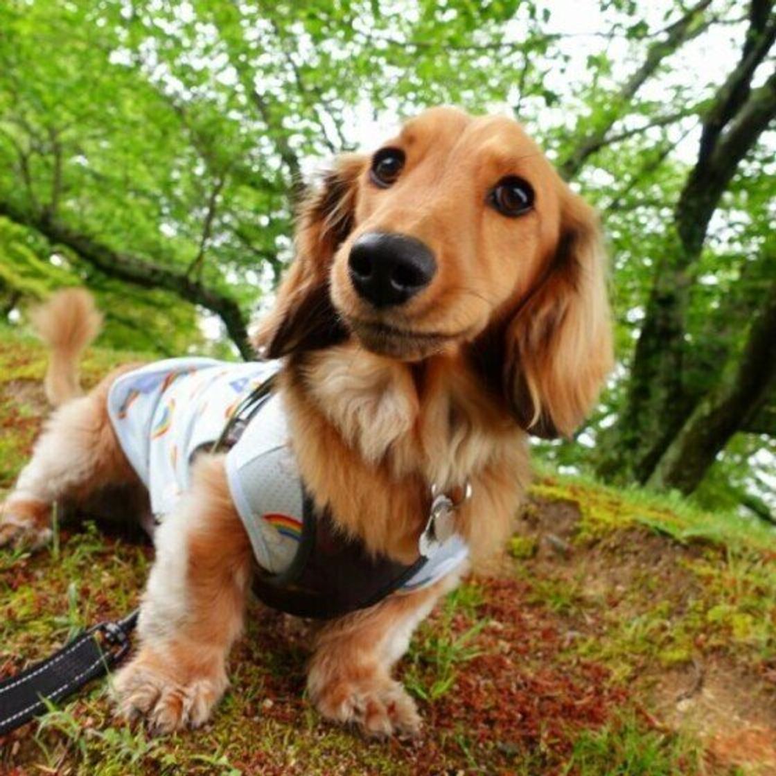 犬が水たまりに入りたがる理由 危険性は 獣医師が解説 いぬのきもちweb Magazine 犬が水たまりに入りたがる理由 危険性は 獣医師が解説 いぬのきもちweb Magazine