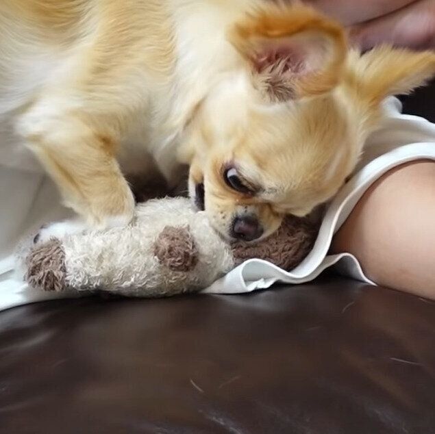 ぬいぐるみを引き離しにいくみるくちゃん