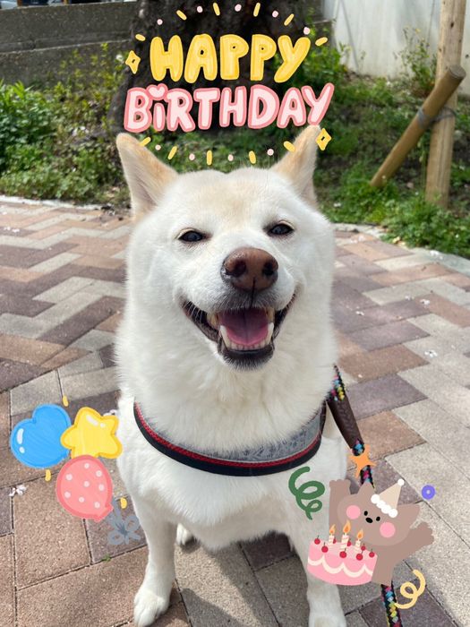 8才の柴犬
