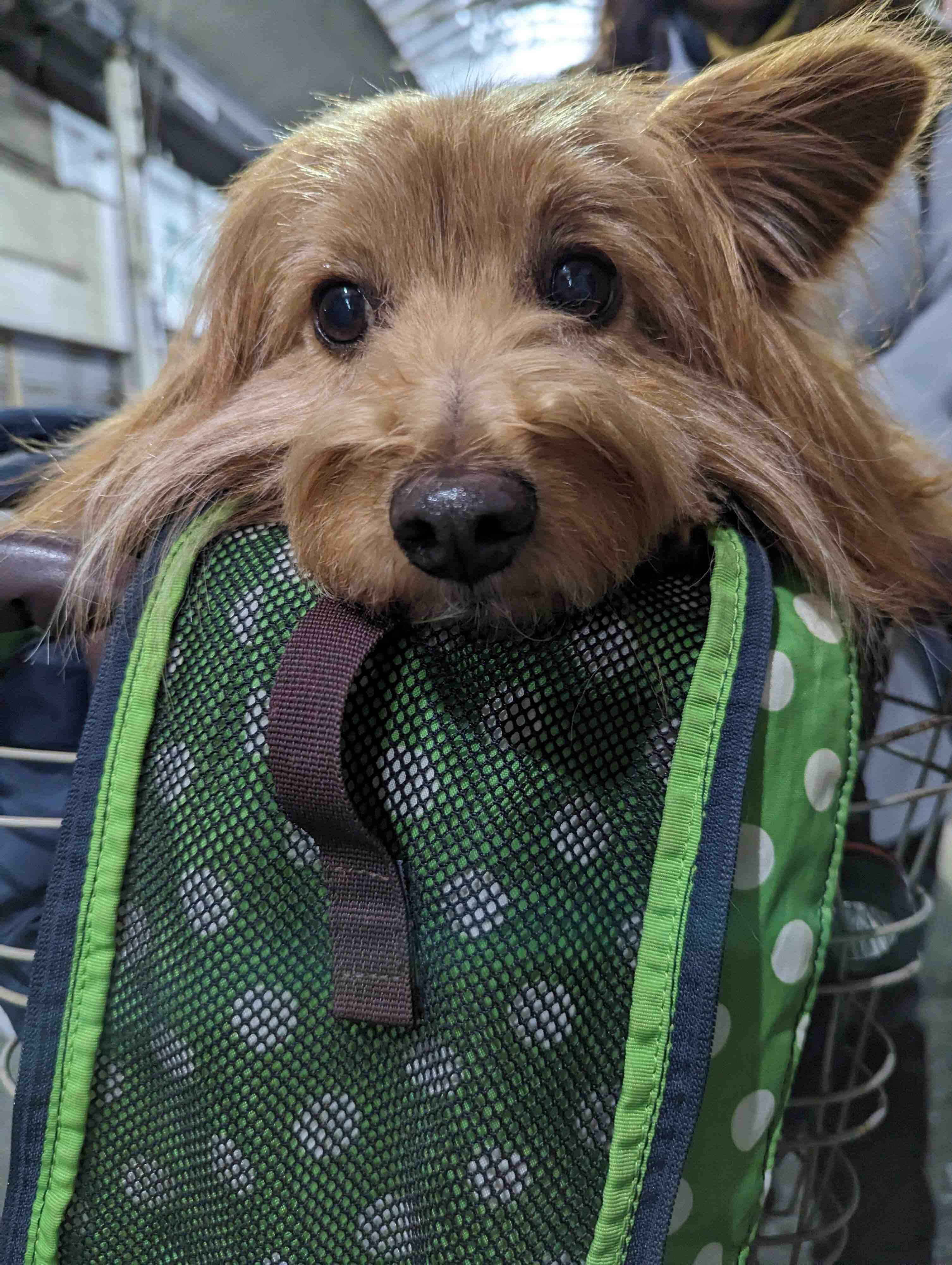 とぼけた顔の犬の写真