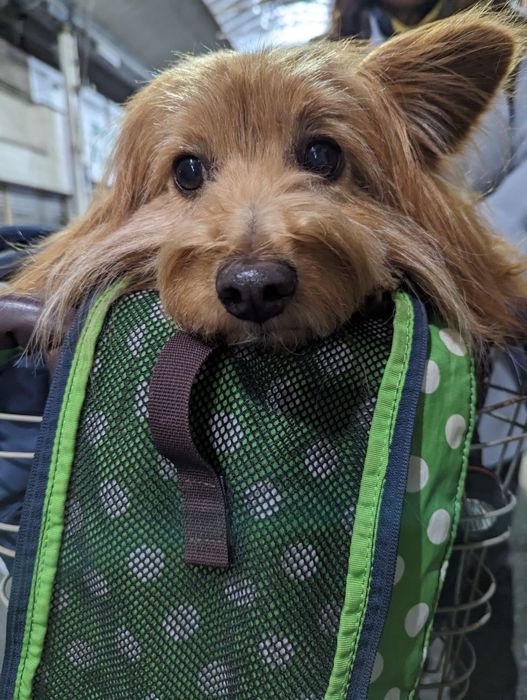 とぼけた顔の犬の写真