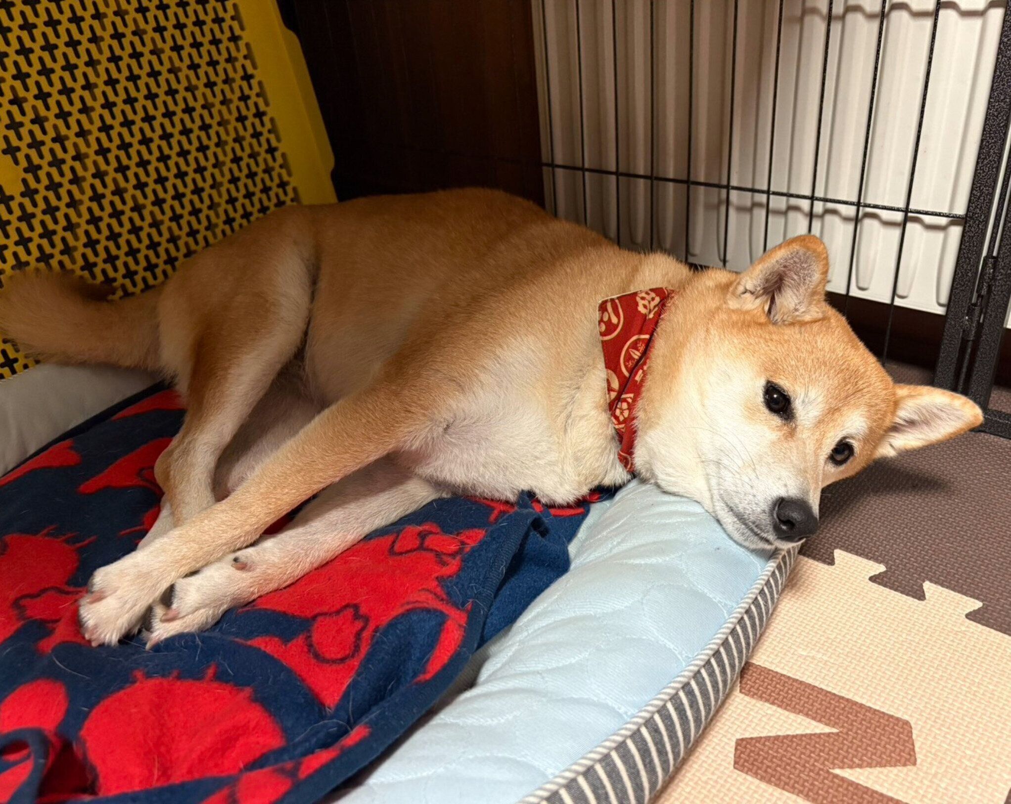 まったりするモナカちゃん