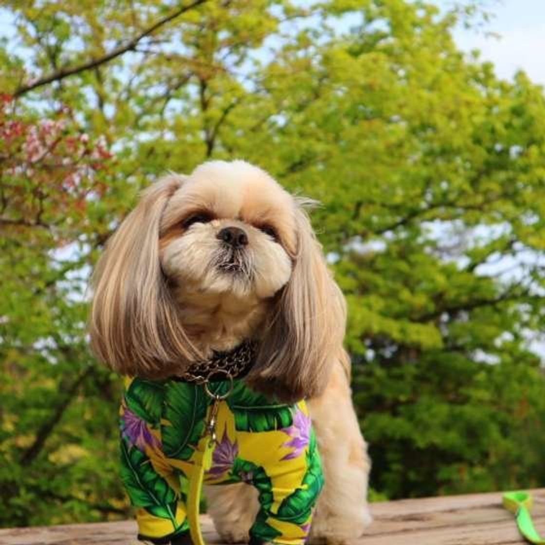 なぜ犬に散歩は必要なの 短時間の散歩を充実させるコツ いぬのきもちweb Magazine なぜ犬に散歩は必要なの 短時間の散歩を充実させるコツ いぬのきもちweb Magazine