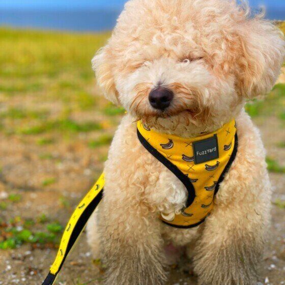 散歩するトイ・プードル